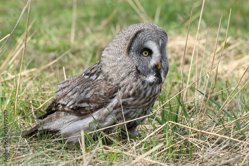 A portrait of a Great Grey Owl in a meadow
