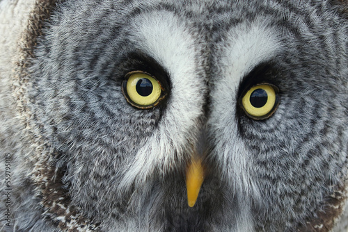 A portrait of a Great Grey Owl 
