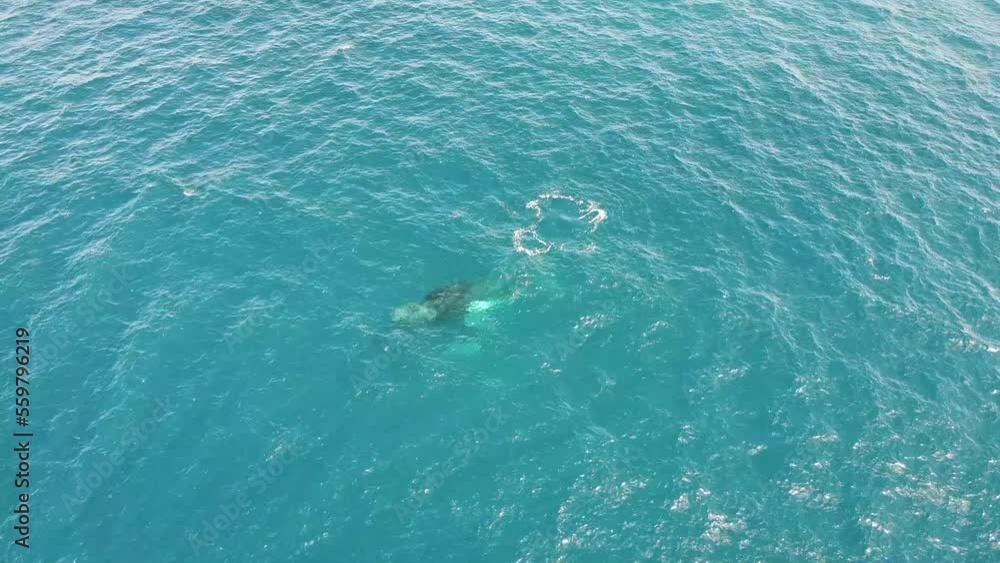 Baleine à bosse et son baleineau filmé au drone sur l'île de la Réunion dans l'océan Indien. Mer bleue turquoise transparente. Caudale visible et jet d'eau et d'air par l'évent. Baleine à bosse et son baleineau filmé au drone sur l'île de la Réunion dans l'océan Indien. Mer bleue turquoise transparente. Caudale visible et jet d'eau et d'air par l'évent.