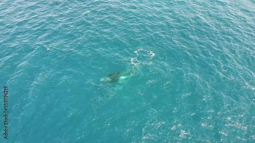 Baleine à bosse et son baleineau filmé au drone sur l'île de la Réunion dans l'océan Indien. Mer bleue turquoise transparente. Caudale visible et jet d'eau et d'air par l'évent.