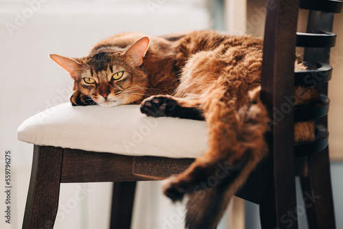 Beautiful red cute catsleeping in the cozy home room on the chair photo