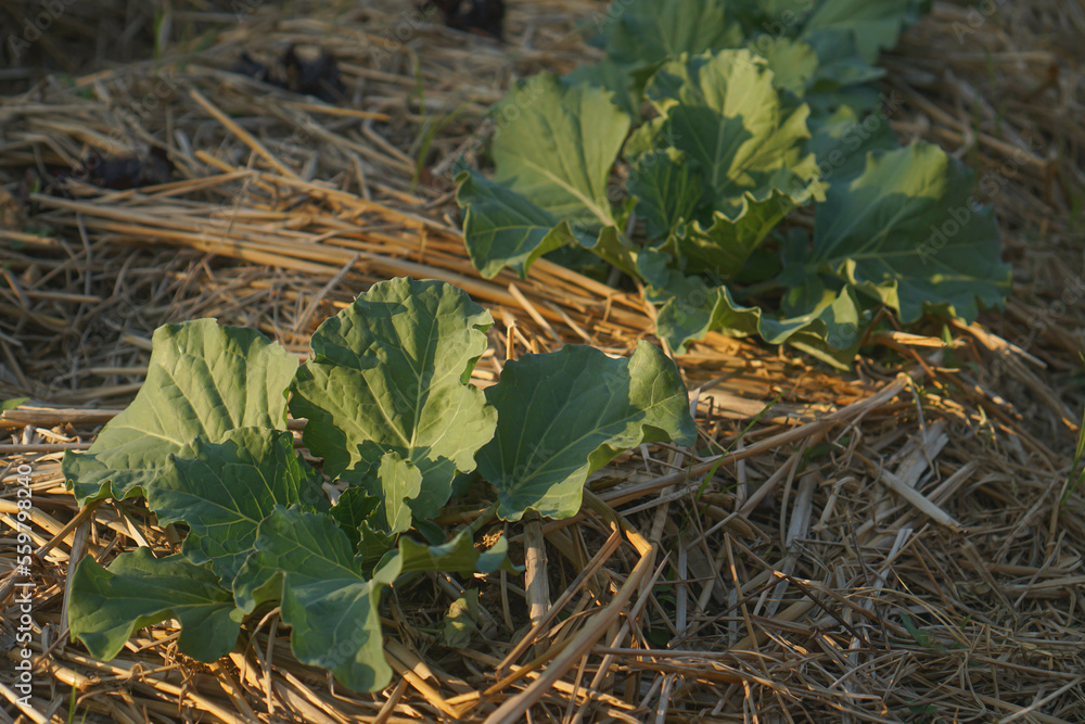 Chinese kale vegetable growing out of the earth in the garden Chinese kale vegetable growing out of the earth in the garden