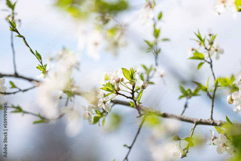 White cherry blossom in spring time against blue sky. Nature blossom spring background. Branches of blossoming cherry macro with soft focus on light blue sky background White cherry blossom in spring time against blue sky. Nature blossom spring background. Branches of blossoming cherry macro with soft focus on light blue sky background