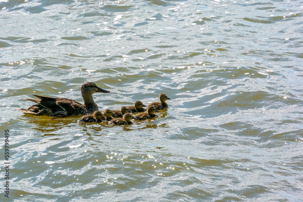 Mallard Hen And Ducklings Swimming On The River In Summer Mallard Hen And Ducklings Swimming On The River In Summer
