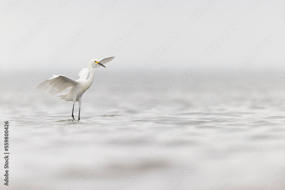 A snowy egret (Egretta thula) in flight A snowy egret (Egretta thula) in flight