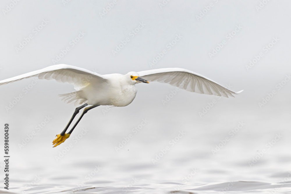A snowy egret (Egretta thula) in flight A snowy egret (Egretta thula) in flight