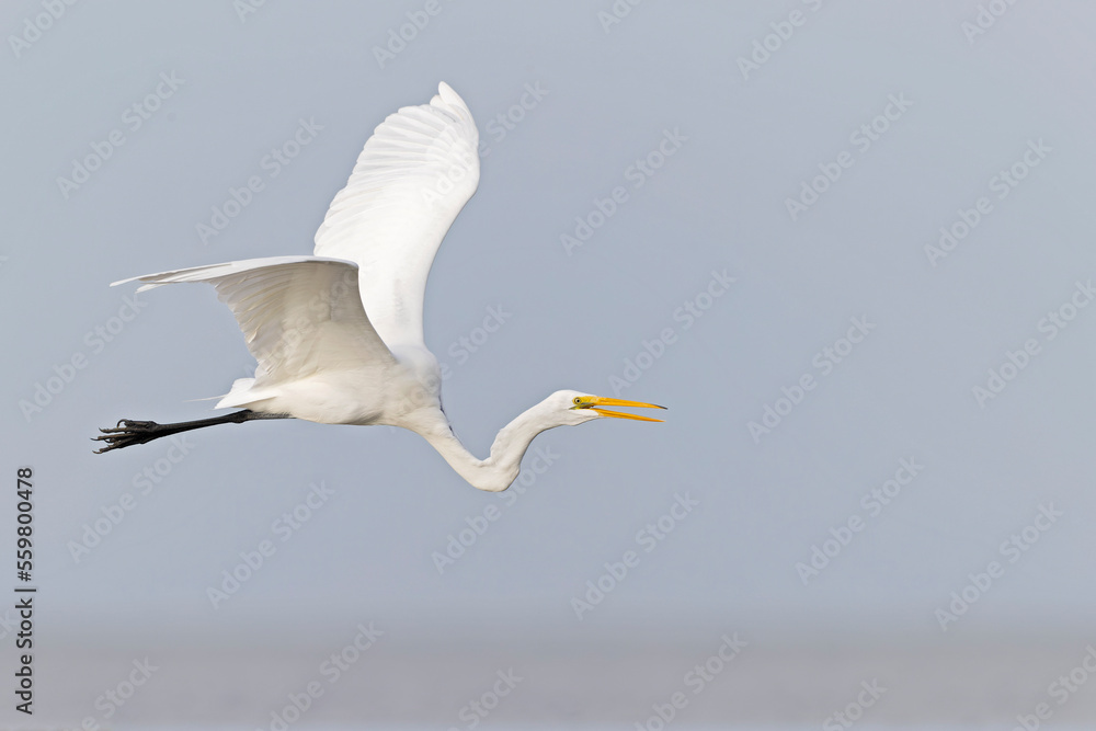 An adult great egret (Ardea alba) in flight. An adult great egret (Ardea alba) in flight.