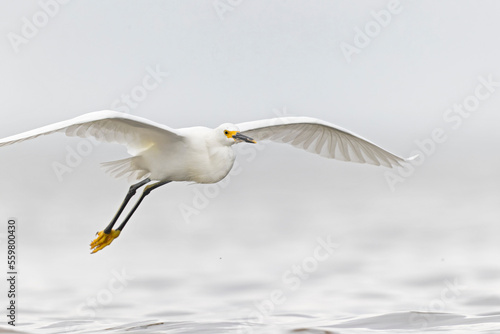 A snowy egret (Egretta thula) in flight © Bouke