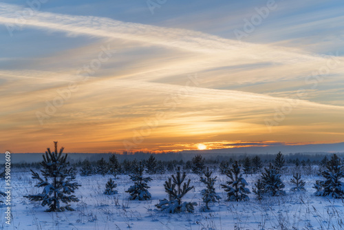 Winter evening on a snowy forest glade with young pine trees and a romantic sky. Russia, Ural.