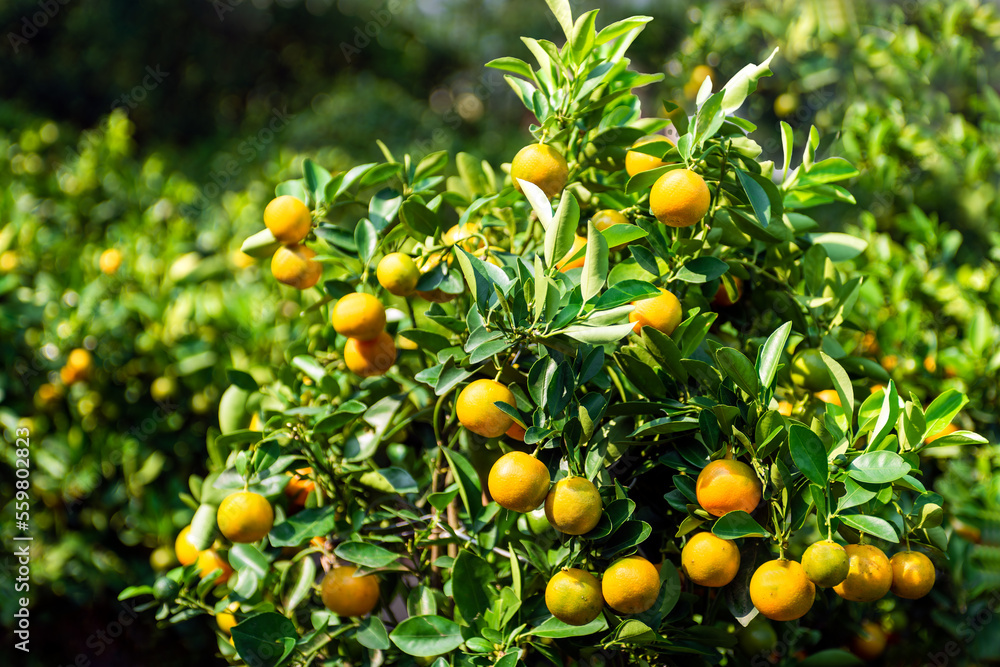 The image of a kumquat tree with many beautiful fruits on Vietnamese Lunar New Year's Day is a symbol of prosperity and abundance