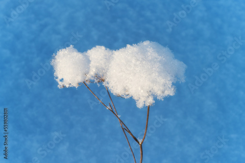 Rosettes of a field plant covered with a fluffy cap of snow on a blue background.