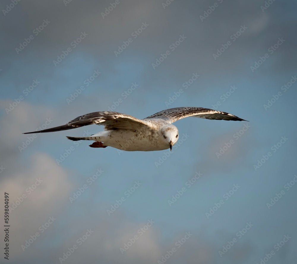 Obraz premium Vuelo gaviota