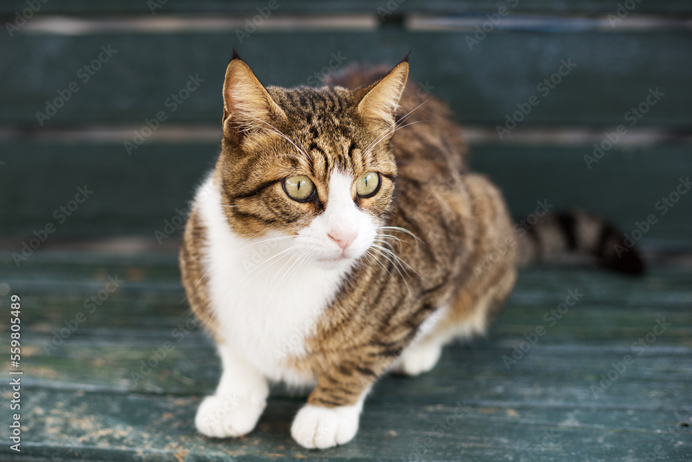 Young tabby shorthair cat in a crouching position with a wide eyed. Homeless animal is very alert.
