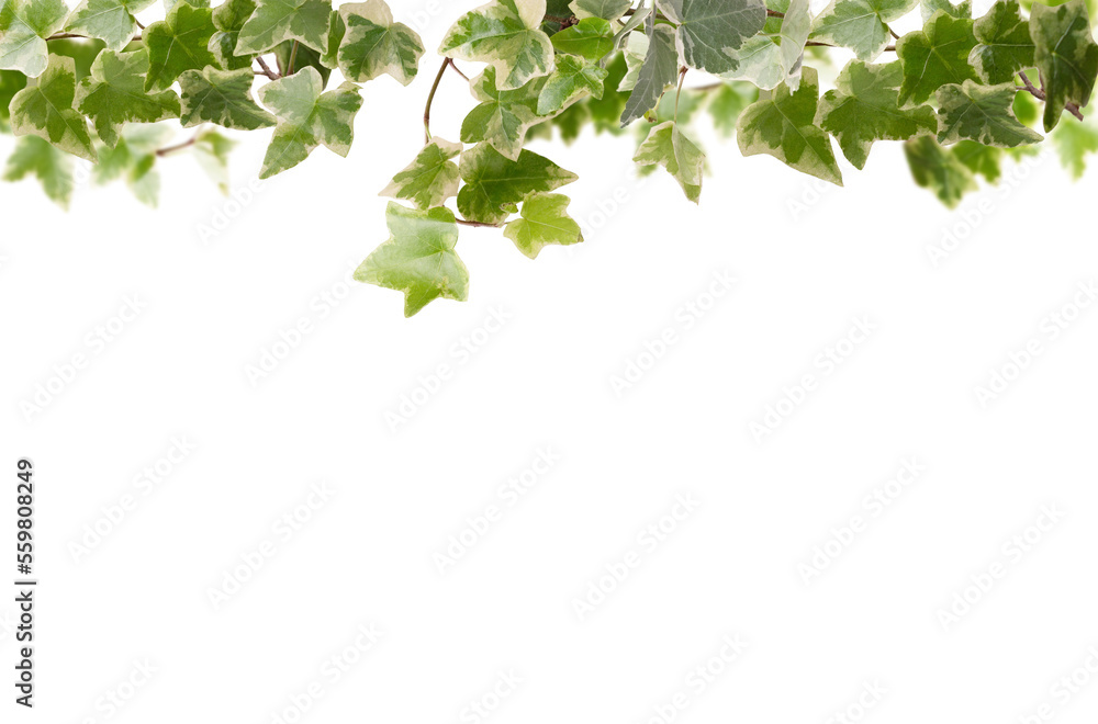 ivy branches on a white background, plant background, copy space ivy branches on a white background, plant background, copy space