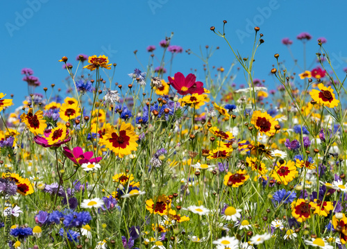 Colourful wildflowers blooming outside Savill Garden, Egham, Surrey, UK, photographed against a clear blue sky. © Lois GoBe