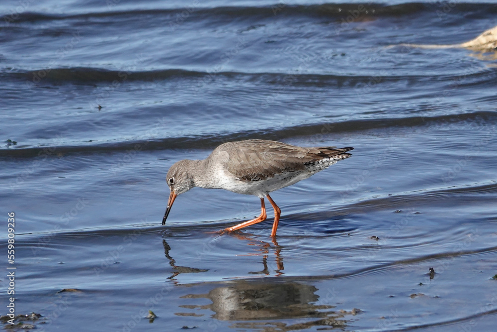 Rotschenkel (Tringa totanus) Rotschenkel (Tringa totanus)