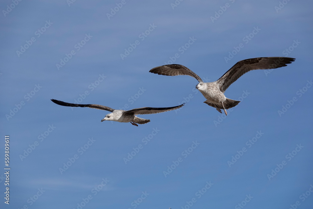 Mittelmeermöwe (Larus michahellis) Mittelmeermöwe (Larus michahellis)