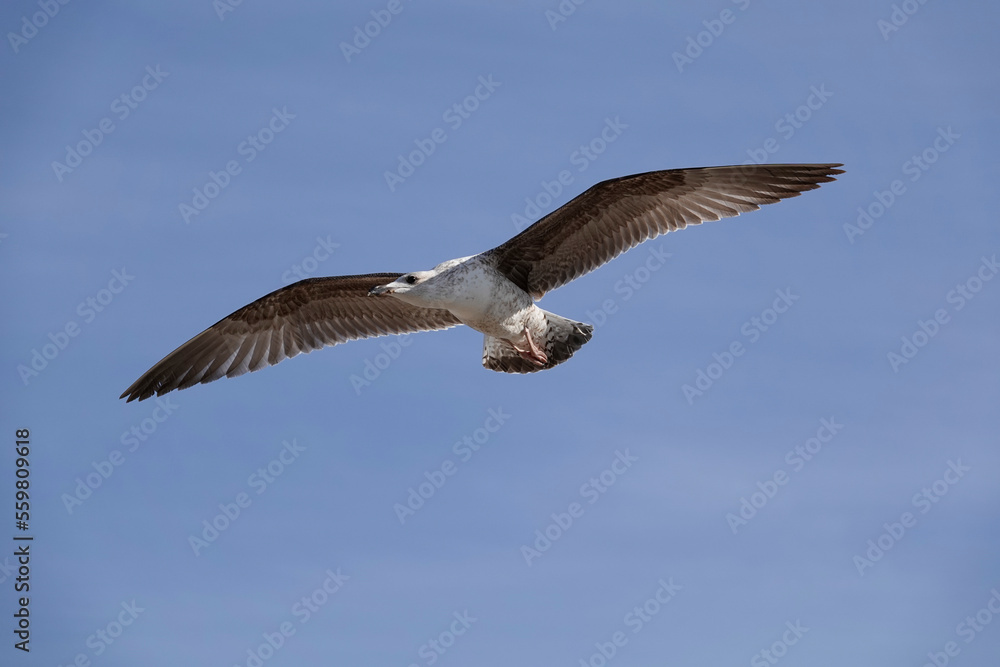 Mittelmeermöwe (Larus michahellis) Mittelmeermöwe (Larus michahellis)