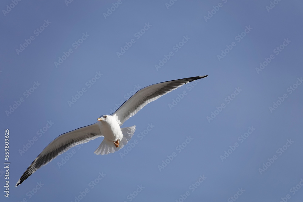 Mittelmeermöwe (Larus michahellis) Mittelmeermöwe (Larus michahellis)