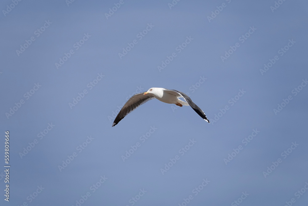 Obraz premium Mittelmeermöwe (Larus michahellis)