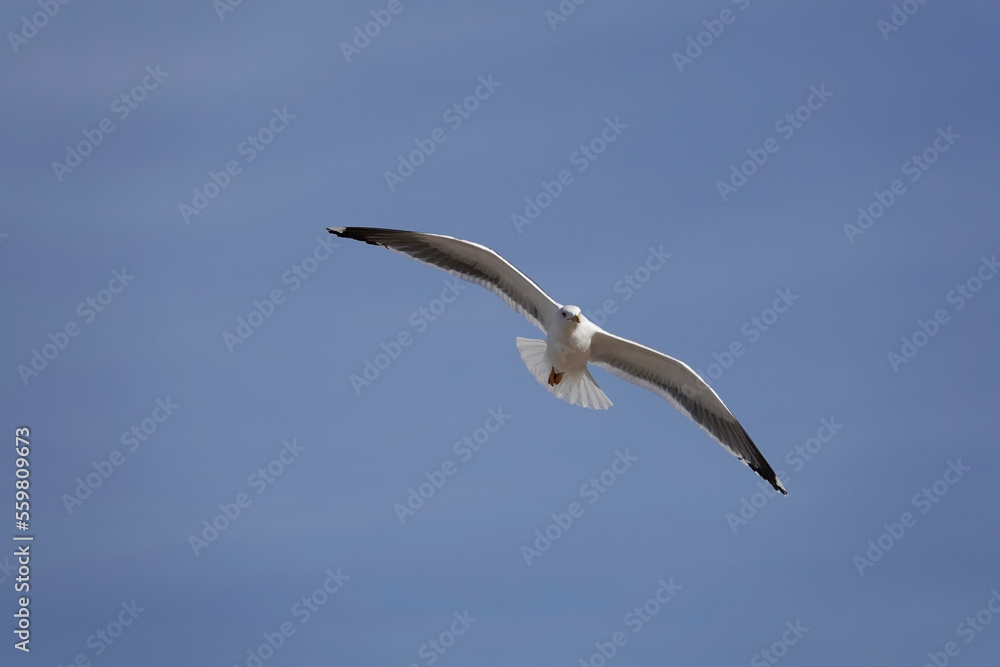 Mittelmeermöwe (Larus michahellis) Mittelmeermöwe (Larus michahellis)