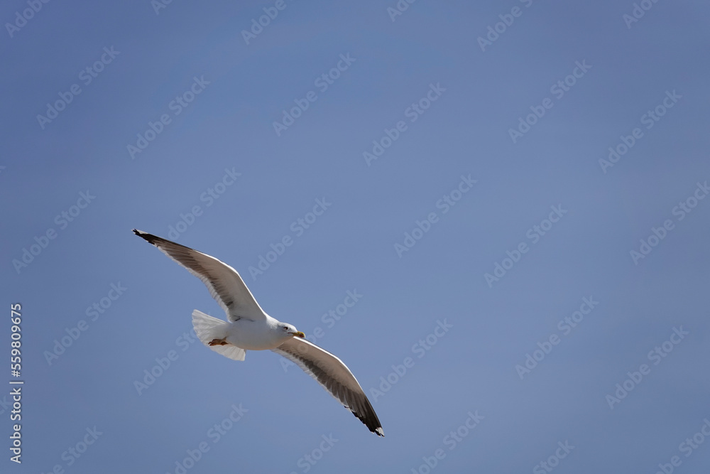 Mittelmeermöwe (Larus michahellis) Mittelmeermöwe (Larus michahellis)
