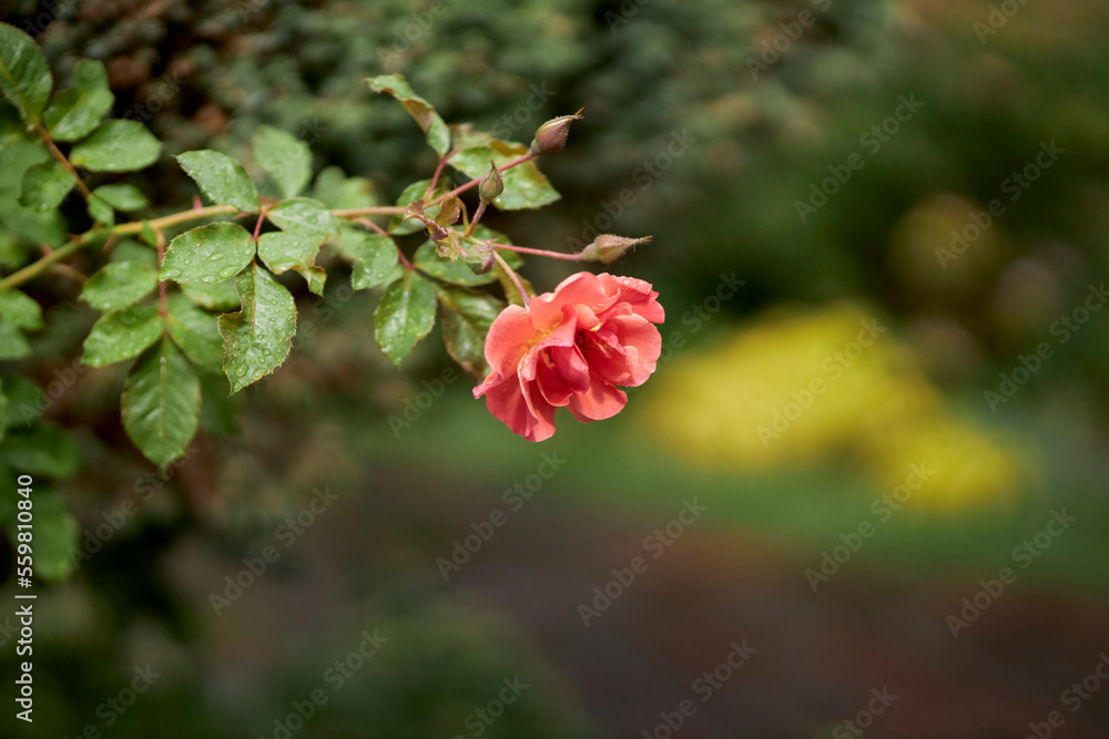 Rose in the garden close-up. floral background. Plants. Botany Rose in the garden close-up. floral background. Plants. Botany