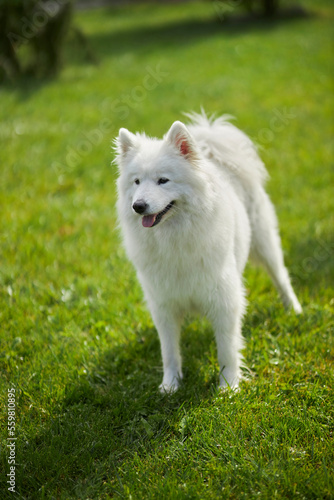 Portrait of a Samoyed dog. Cute dog close up. Dog on a background of green grass. dog in nature