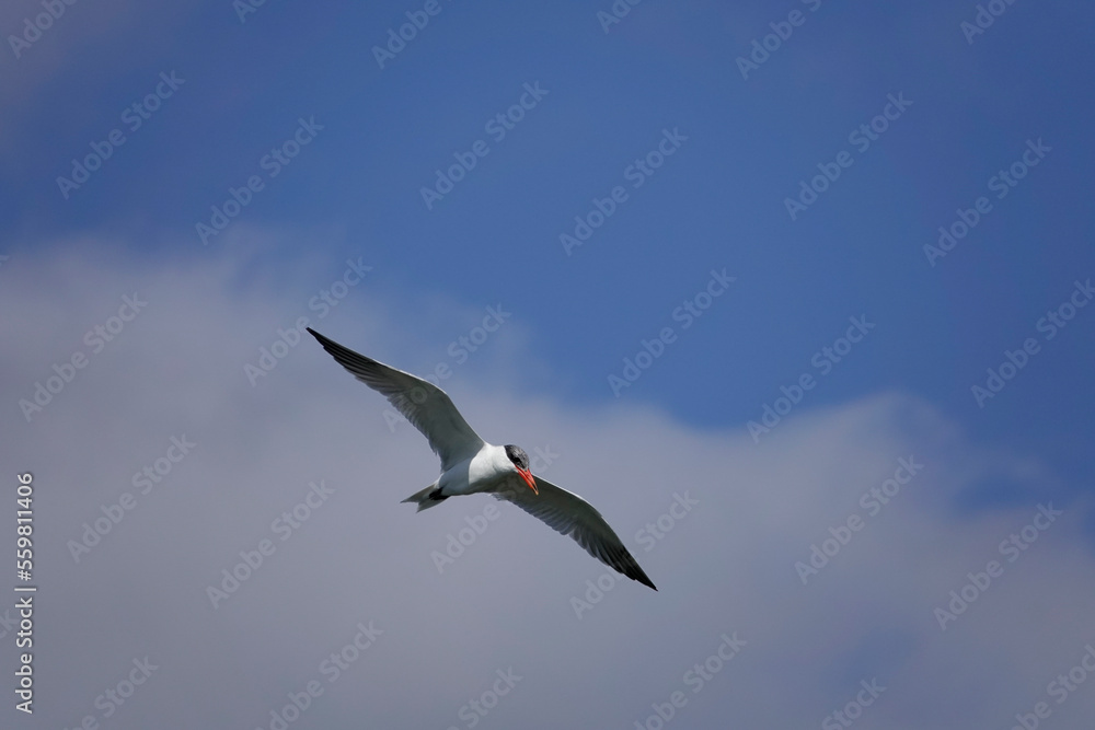 Raubseeschwalbe (Hydroprogne caspia Raubseeschwalbe (Hydroprogne caspia