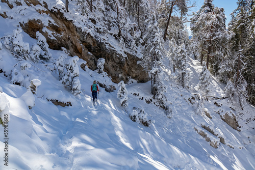 Rear view of woman snow shoe hiking through fir tree forest after heavy snowfall in Bad Bleiberg, Carinthia, Austria, Europe. Trail along massive rock wall. Hanging tree branches in winter wonderland photo