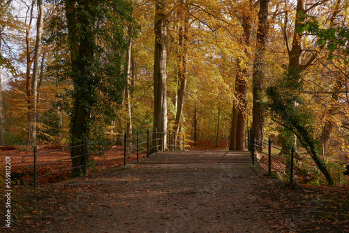 Fallen golden leaves on a forest lane in autumn © MyStockVideo