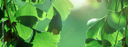 Close-up of Ginkgo biloba leaves back lit.