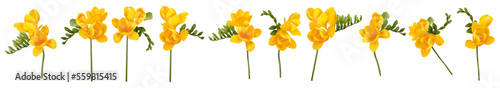 Vector flowers. Freesia. On a white background isolated