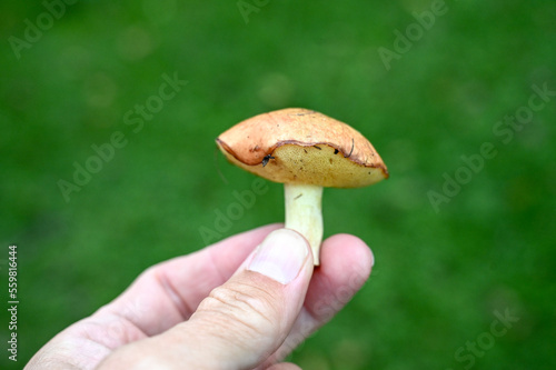 Man holding freshly picked mushroom. Boletus mushroom.