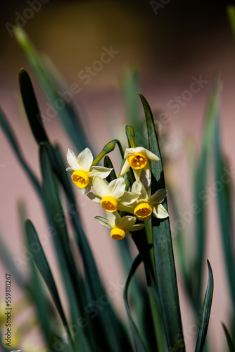 Paperwhite narcissus (Narci...