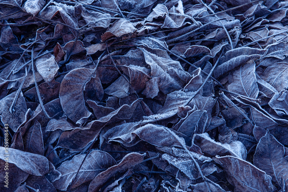 frozen leaves, early in a winter morning. Image used as background frozen leaves, early in a winter morning. Image used as background