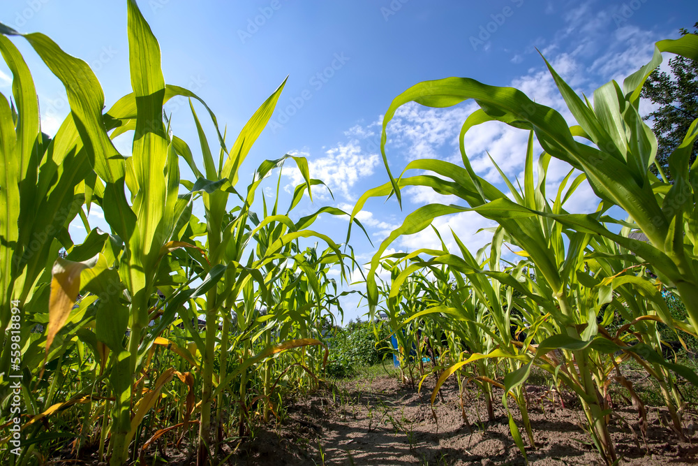 Young green maize corn in the agricultural cornfield in the sunny day and light sun, Young green maize corn in the agricultural cornfield in the sunny day and light sun,