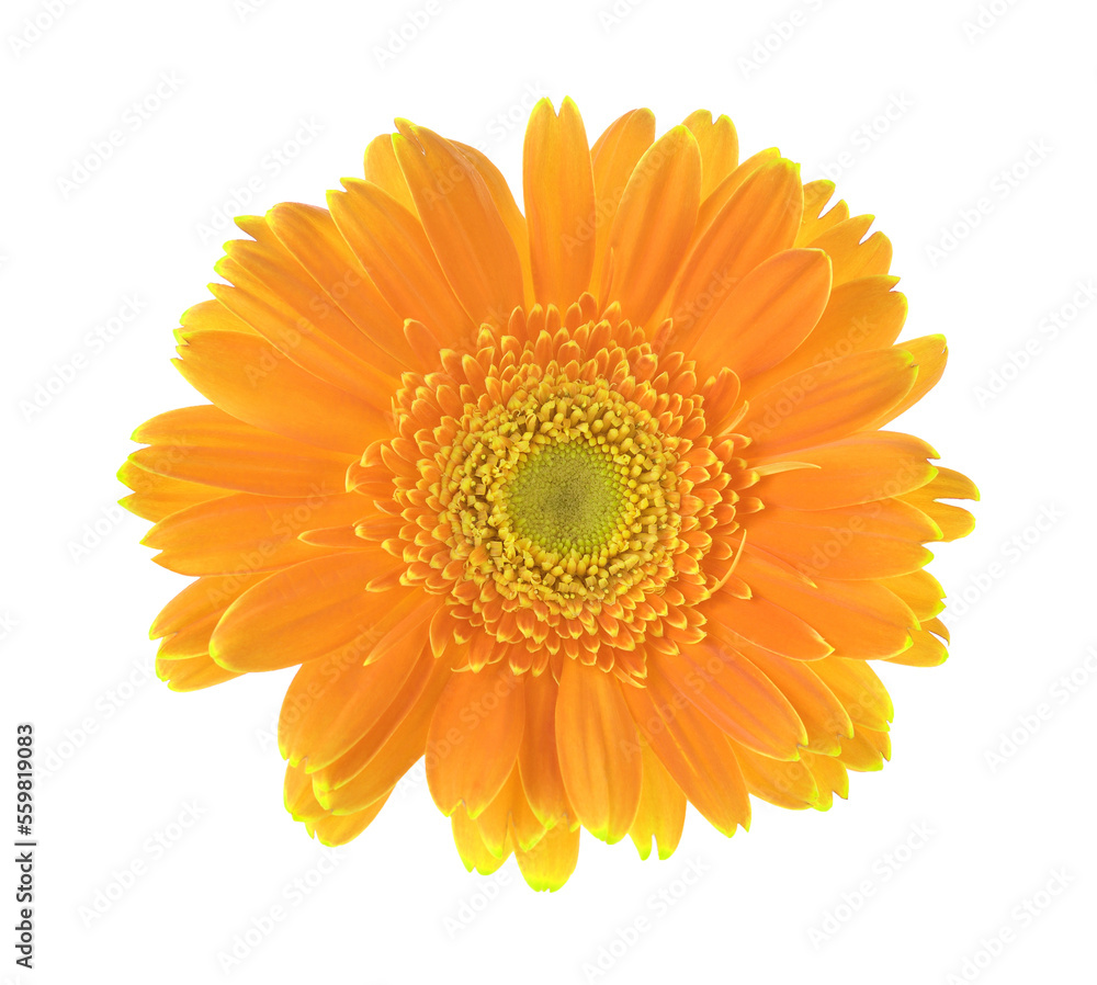 Yellow flower of gerber isolated on transparent. Yellow flower of gerber isolated on transparent.