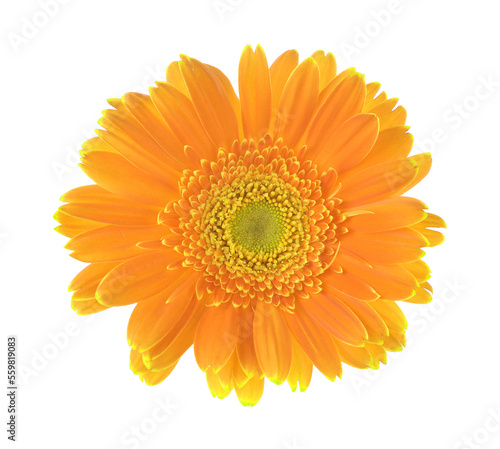 Yellow  flower of gerber isolated on transparent.