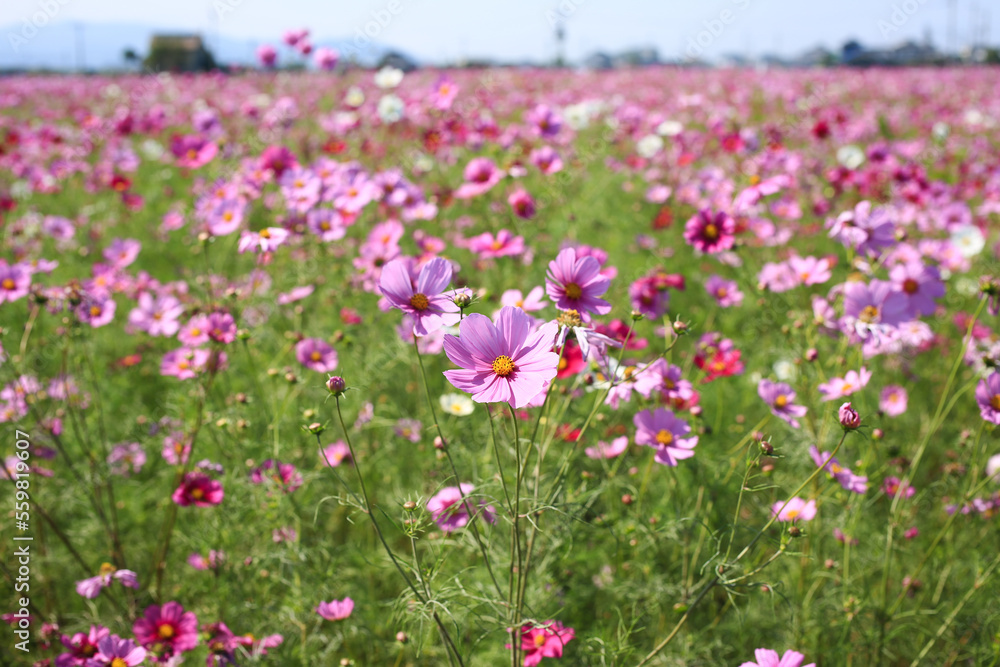 愛媛県東温市　見奈良のコスモス畑