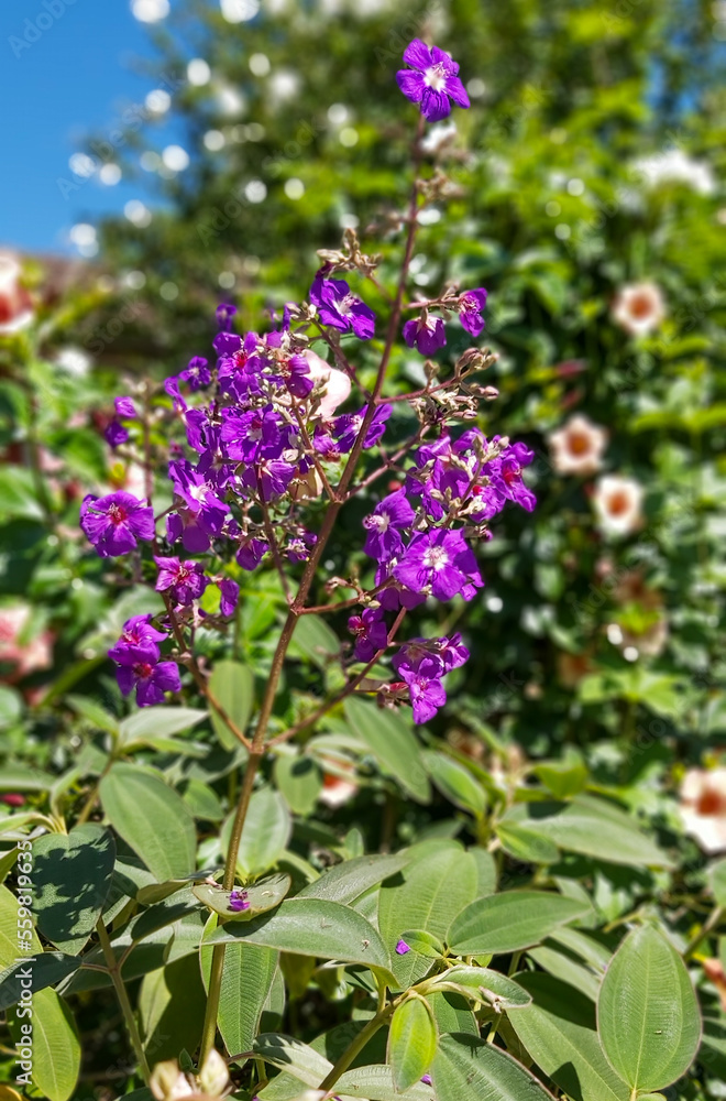 flowers in a garden flowers in a garden