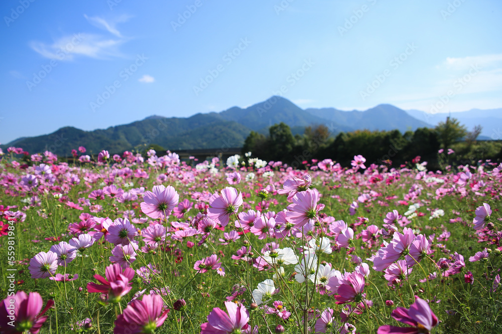 Fototapeta premium 愛媛県東温市 見奈良のコスモス畑