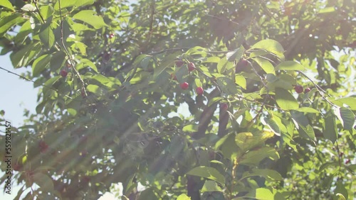 branches full of cherries sway in the wind