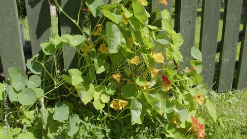 flowers fly in the wind, they grow next to the fence