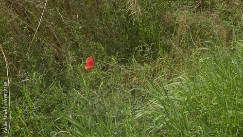 one red poppy flower flutters in the wind