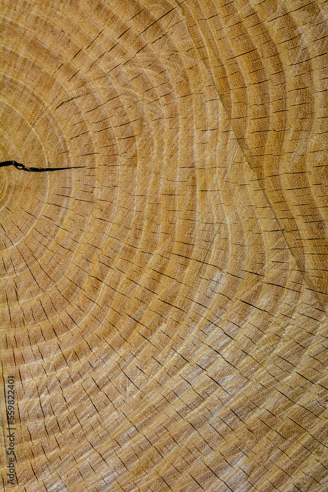 Naklejka premium Wood grain background texture .