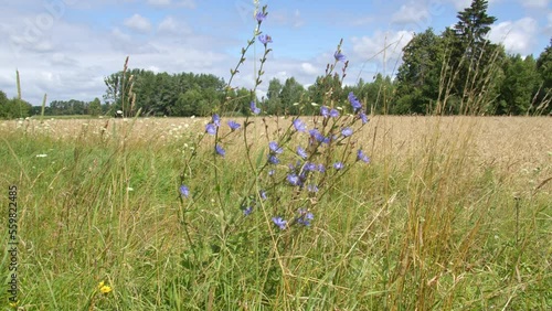 roadside flowers are blowing in the wind