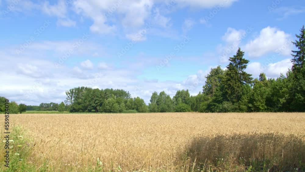 wheat field, camera movement, forest in the background wheat field, camera movement, forest in the background