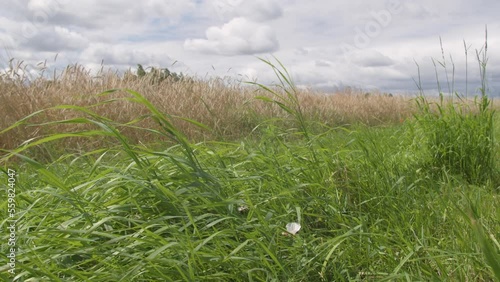 Untitledears of grass and grain blowing in a strong wind, view of the field