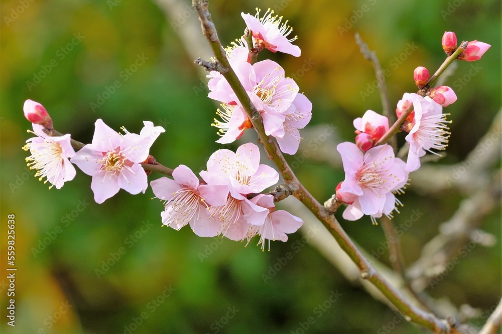 pink Japanese apricot blossom in blooming pink Japanese apricot blossom in blooming